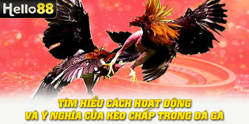 Gà Chấp Tiền - Khám Phá Hình Thức Cược Công Bằng Và Hấp Dẫn 2 Tìm hiểu cách hoạt động và ý nghĩa của kèo chấp trong đá gà